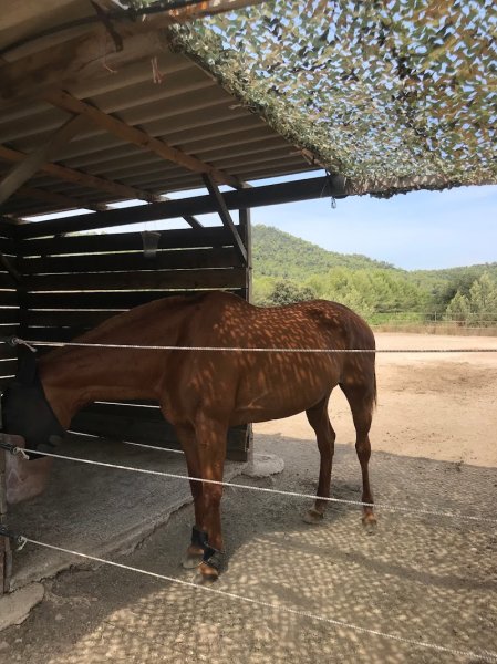 Haras du Tyana - photo 2