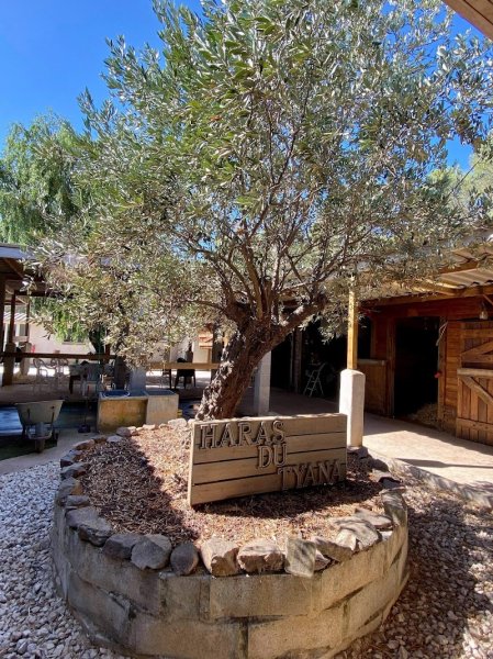 Haras du Tyana - photo 3