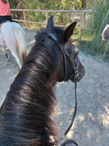 Haras d'Obtrée - photo 2