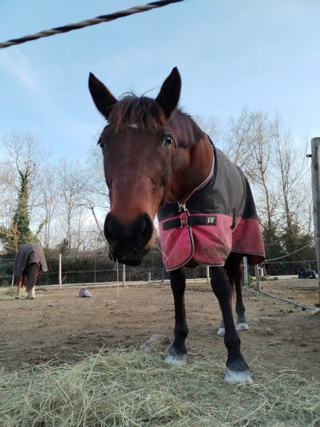 Haras d'Obtrée - photo 3