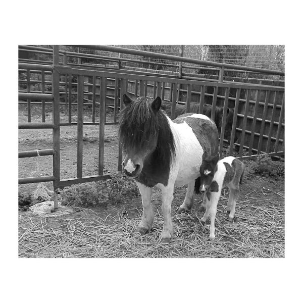 Poney Ranch de la Crau - photo 2