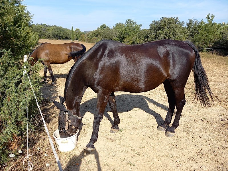 Écuries MCR - photo 1