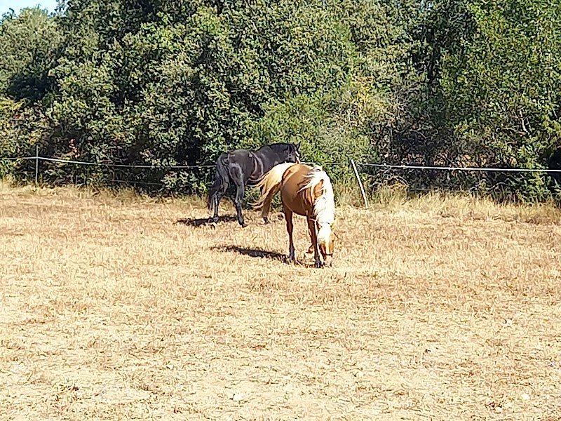 Écuries MCR - photo 3