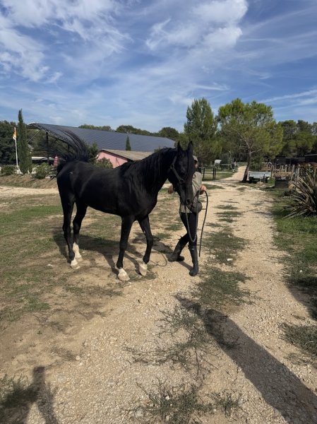 Haras La Colombiere - photo 2