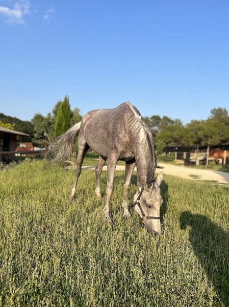 Haras La Colombiere - photo 3