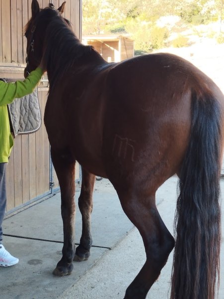 Haras Cheval et Bon Temps - photo 3