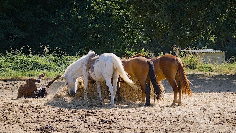 Haras Val de Camps - photo 1