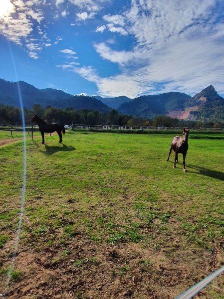 Haras Val de Camps - photo 3