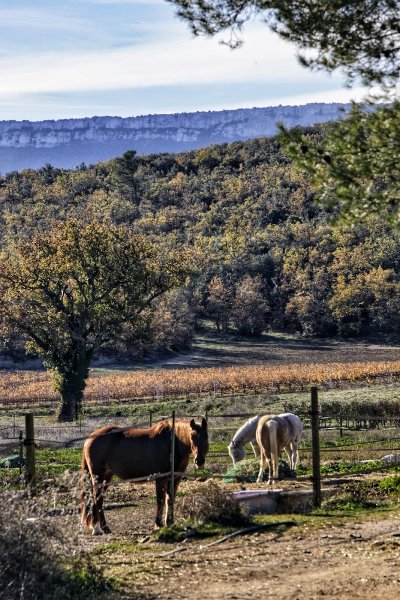 Les Sabots de Saint Hilaire, centre équestre - photo 1