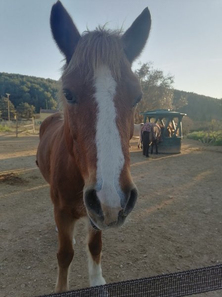 Ecuries de Bacylo - photo 2