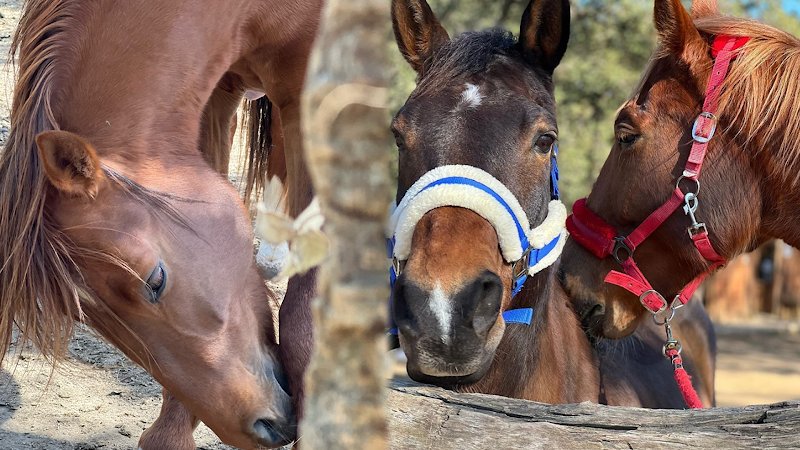 Les Écuries des Baux - photo 1