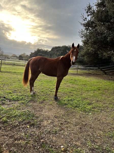 Les Écuries des Baux - photo 3