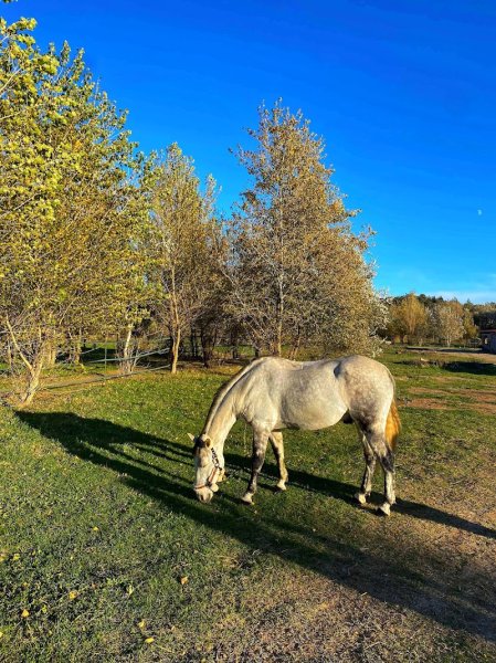 Les écuries du Golf - photo 1