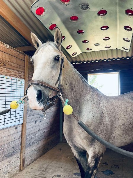 Les écuries du Golf - photo 3