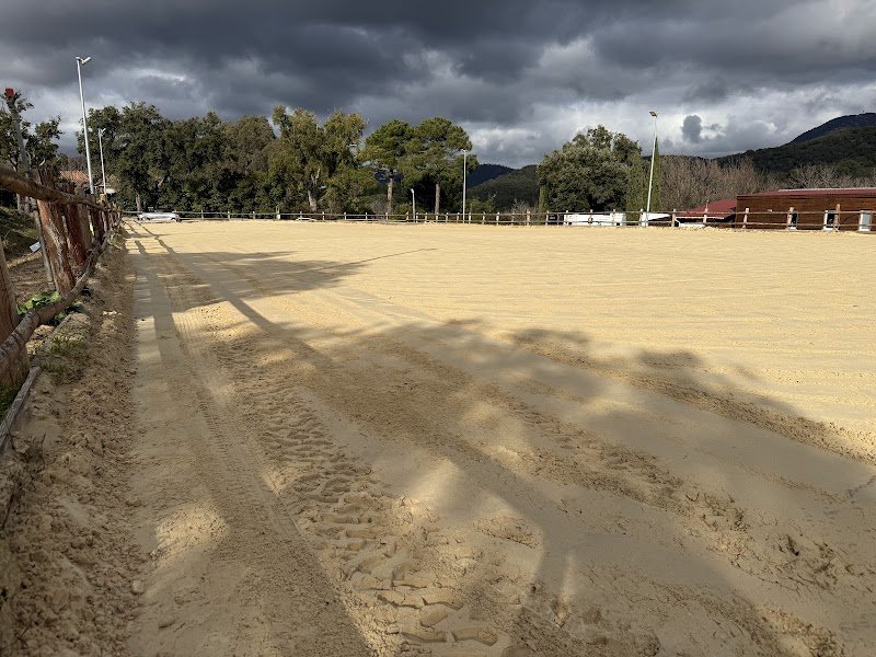 DCA Sport Horses - photo 1