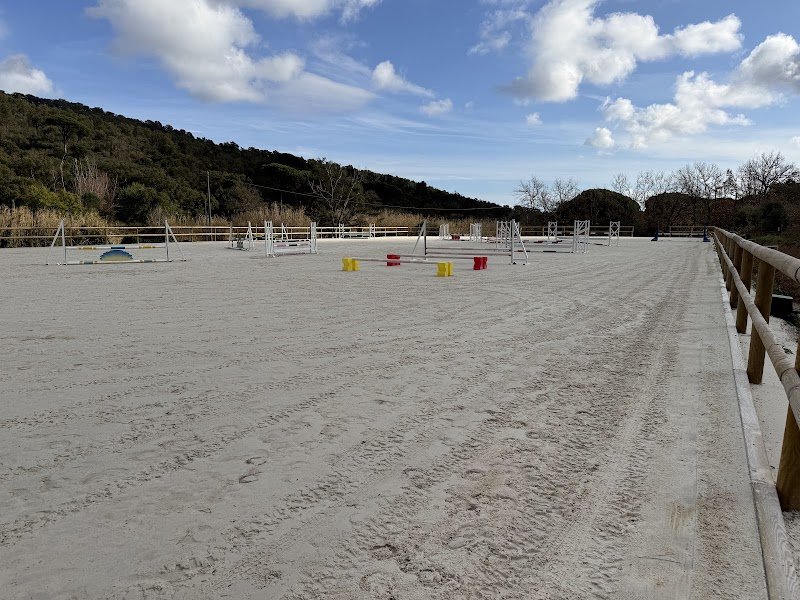 DCA Sport Horses - photo 2