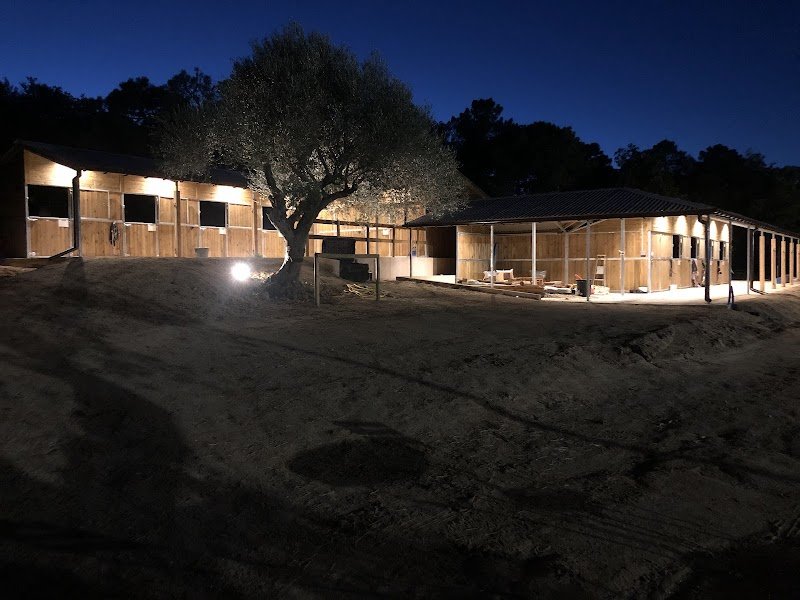 DCA Sport Horses - photo 3