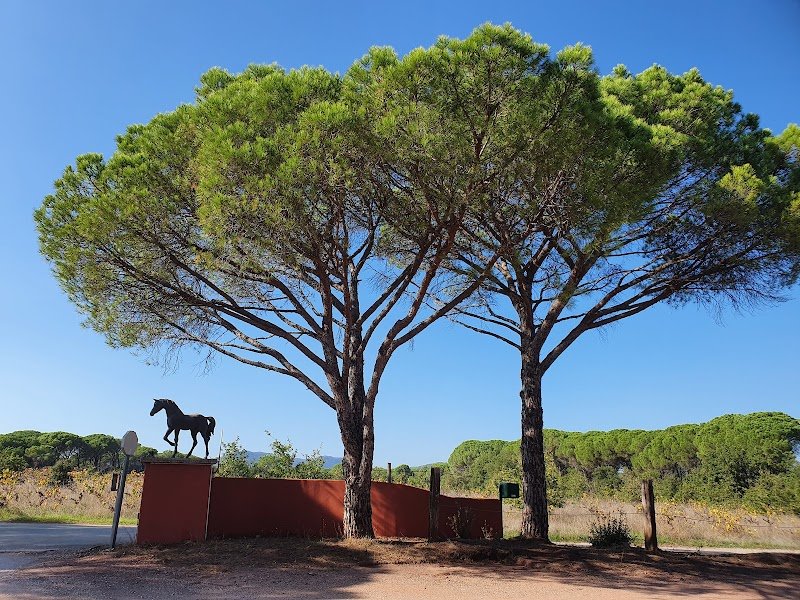 Domaine Equestre des Grands Pins - photo 3