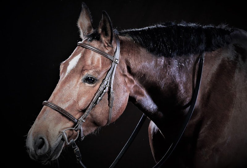 Ecurie Joyé - photo 1