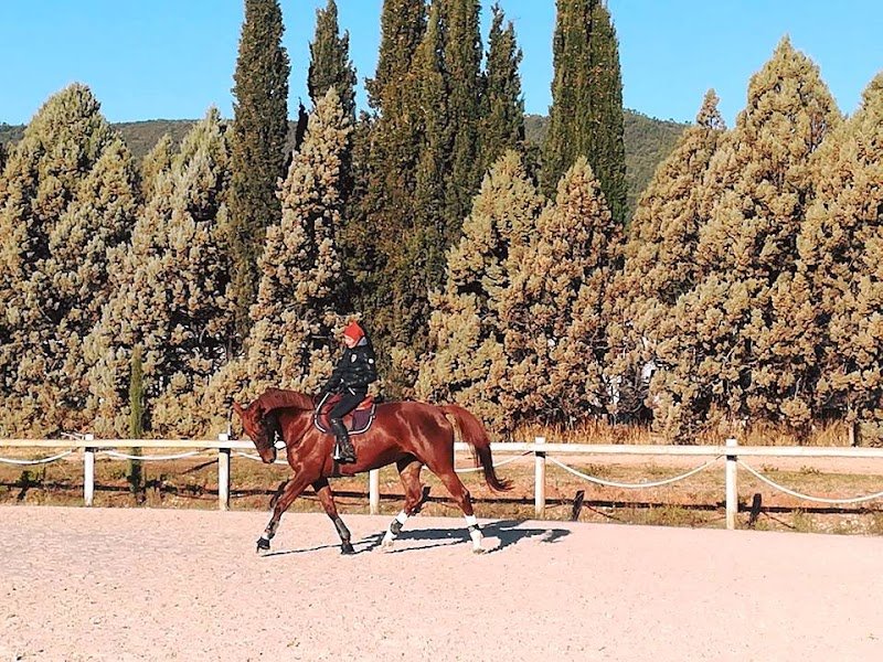 Ecurie Joyé - photo 2