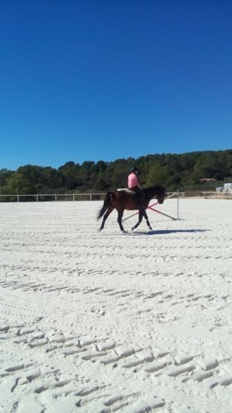 Ecurie Joyé - photo 3