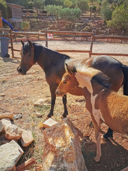 Centre Equestre Le Nénuphar - photo 2