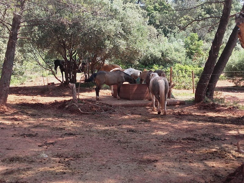 Centre Equestre Le Nénuphar - photo 3