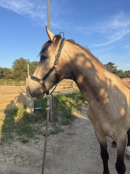 Haras de l’oliveraie - photo 1
