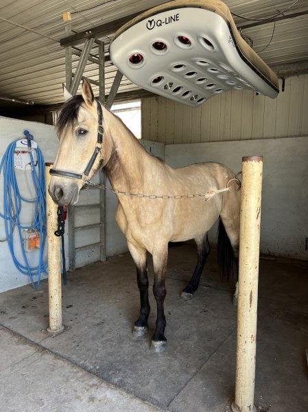 Haras de l’oliveraie - photo 2