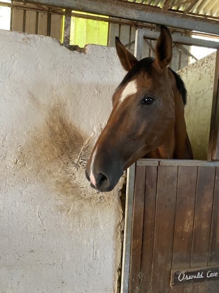 Centre Équestre Les Ruscats - photo 3