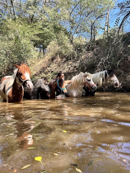 Ecurie CAVALLINO - photo 1