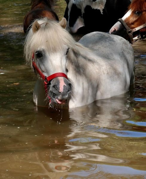 Ecurie CAVALLINO - photo 3