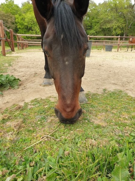 Haras des béliers - photo 3