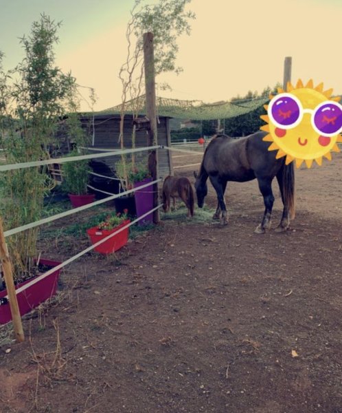 Écurie de la Mozerolle - photo 1