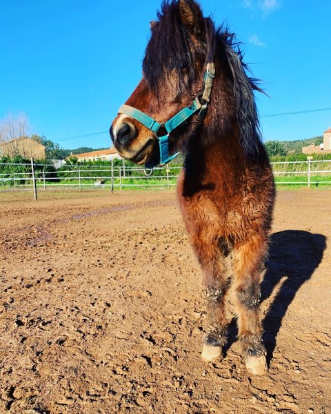 Écurie de la Mozerolle - photo 2