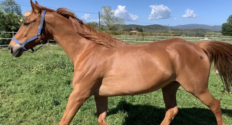 Écurie de la Mozerolle - photo 3