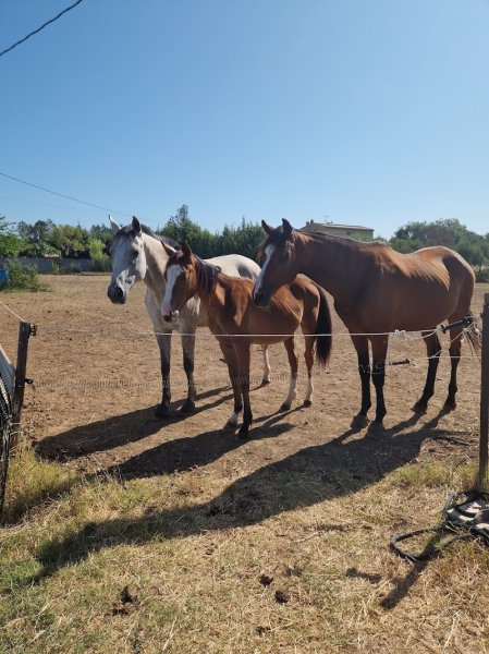 Ecurie Equi libre et partages