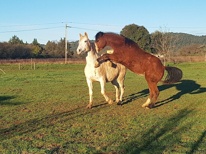 Ecurie Equi libre et partages - photo 2