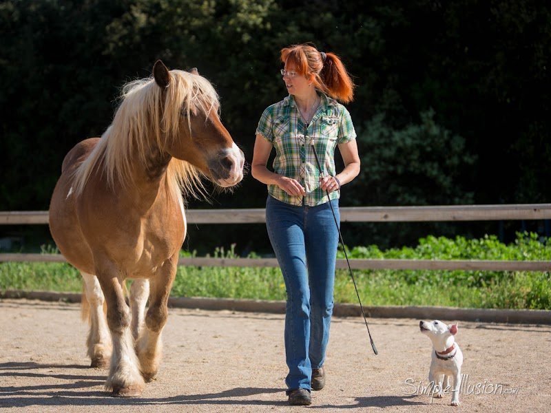 Les Chevaux d'Anahata