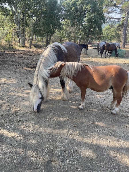 Les chevaux de Violette - photo 2