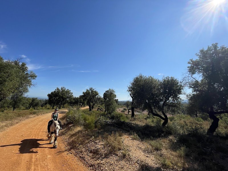 Les chevaux de Violette - photo 3