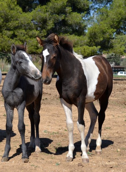 Les Ecuries de la Cibonne - photo 3