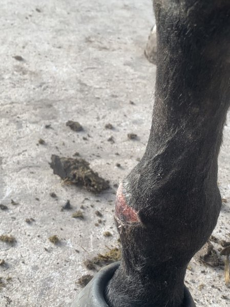 Ecurie Paradis - photo 2