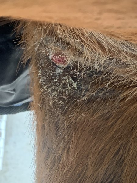 Ecurie Paradis - photo 3