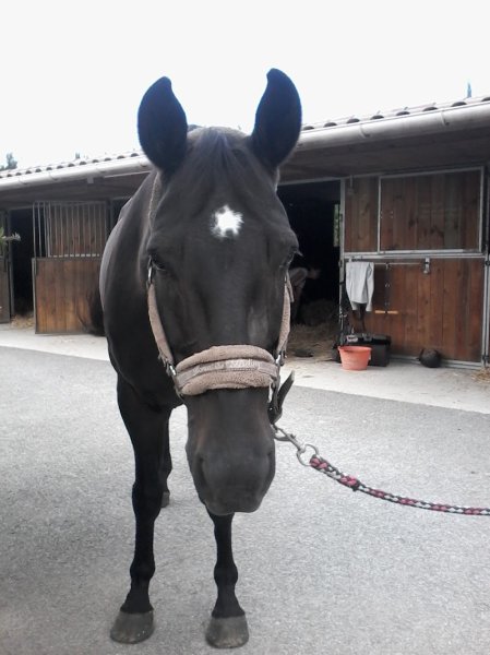 CENTRE EQUESTRE LES CYPRES - photo 1