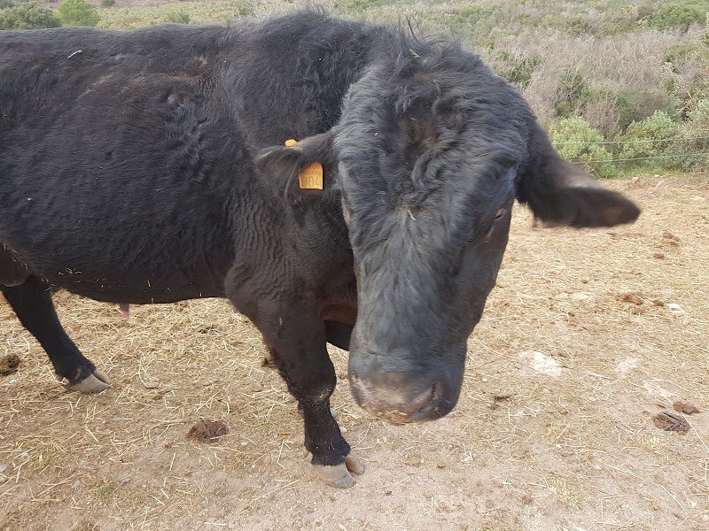 Le Haras des Suvières - photo 3