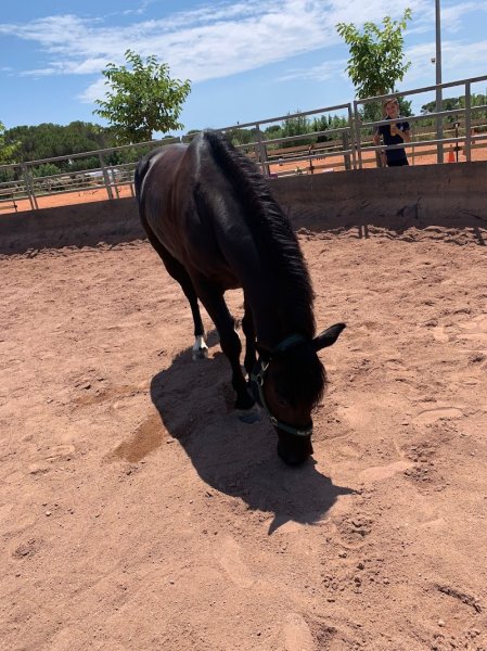 haras de l'espinette - photo 1