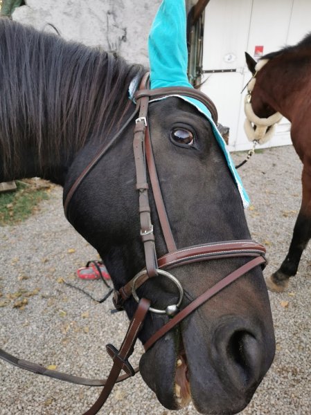 Écuries easy chance - photo 1