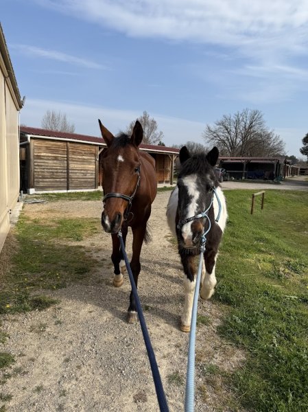 Haras du Griottier - photo 1