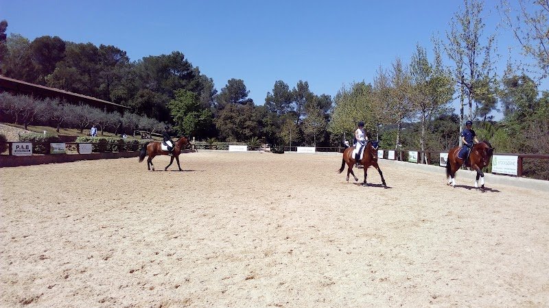 MASSA Horses - Écurie de Dressage - photo 3